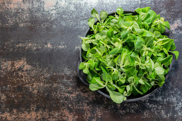 Fresh organic green salad on the plate on black vintage table with copy space for your text. Vallerianella locusta, corn salad or lamb lettuce top view. Template healthy food blog social media. 