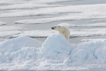 Wild polar bear on pack ice in Arctic