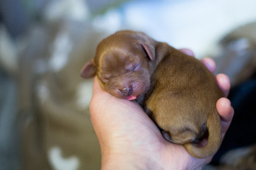 Cavalier King Charles Spaniel ruby