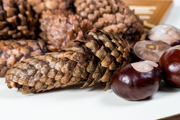 fir cones with chestnuts on a white background