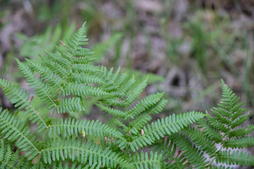 Close-up of the structures of the Ostrich Fern plant.