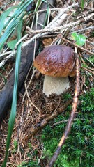 mushroom in forest