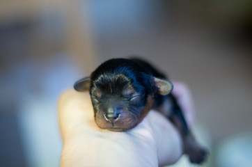 cavalier king charles spaniel black and tan