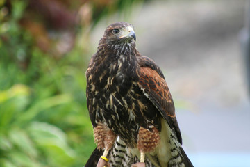 brown bird