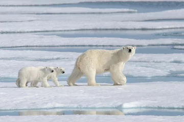  Wild polar bear (Ursus maritimus) mother and cub on the pack ice © Alexey Seafarer