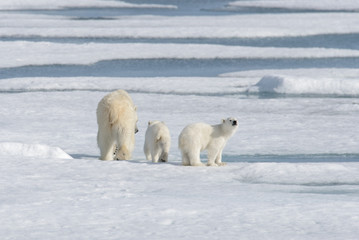 Wild polar bear (Ursus maritimus) mother and cub on the pack ice