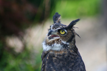 Horned Owl open mouth