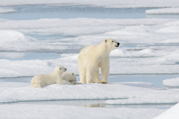 Naklejka na ściany i meble Wild polar bear (Ursus maritimus) mother and cub on the pack ice