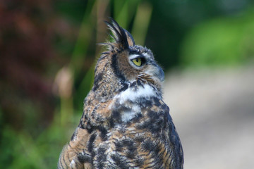 Horned Owl turned head