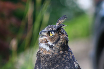 Horned Owl looking