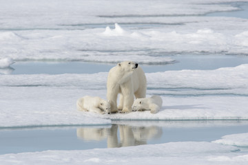 Wild polar bear (Ursus maritimus) mother and cub on the pack ice