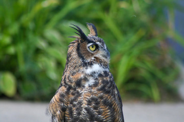 Horned Owl looking right