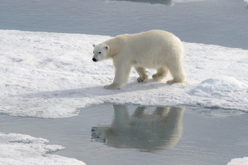 Obraz na płótnie Canvas Wild polar bear on pack ice in Arctic