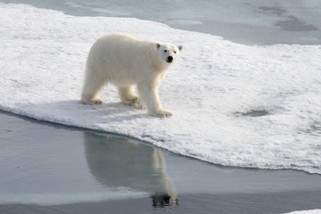 Plakat Wild polar bear on pack ice in Arctic