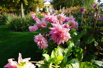 pink purpur dahlia
