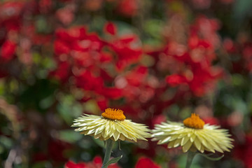 Yellow daisy in a background of red flower