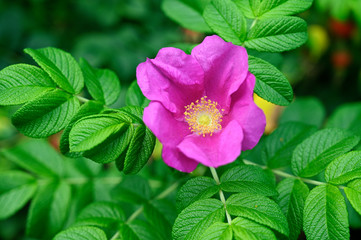 Pink rose flower and fresh green leaves.