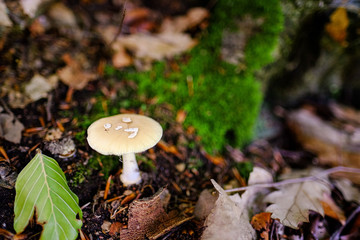 mushroom in the forest