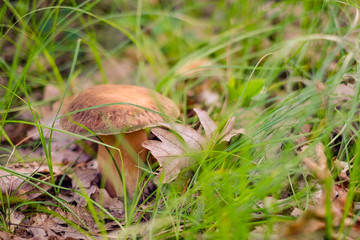 mushroom in grass