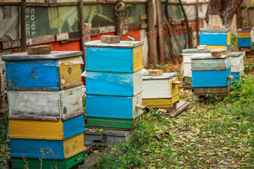 Apiary with wooden old beehives in fall. Preparing bees for wintering. Autumn flight of bees before...