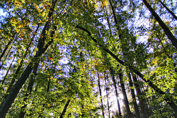 Wald