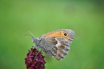 Schmetterlinge Deutschlands - Kleines Wiesenvögelchen