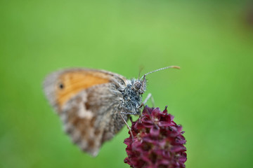Schmetterlinge Deutschlands - Kleines Wiesenvögelchen