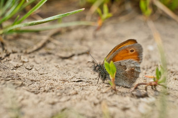 Schmetterlinge Deutschlands - Kleines Wiesenvögelchen