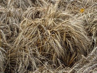 Ripe grains in ears of wheat on an autumn field