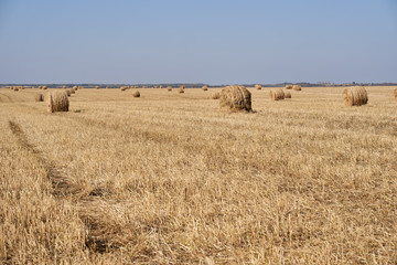 Hay bales in a field