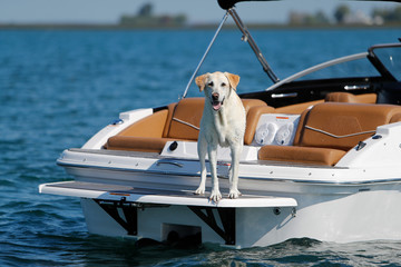 A labrador retriever dog standing on a boat.