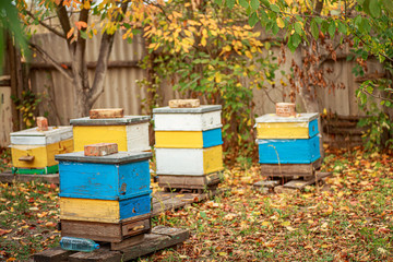 Apiary with wooden old beehives in fall. Preparing bees for wintering. Autumn flight of bees before...