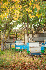 Apiary with wooden old beehives in fall. Preparing bees for wintering. Autumn flight of bees before...