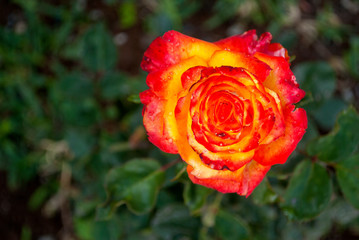 Rose with yellow and orange mixture in the Latin American outdoor garden, aromatic onamental plant