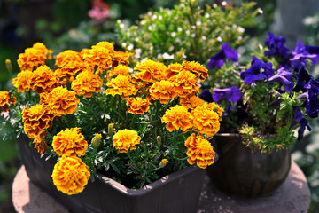 Orange african flowers in a box.