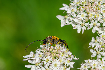 Spotted longhorn beetle (Rutpela maculata)