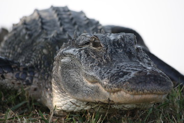 alligator faceing you close up