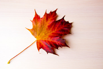 Autumn background with red maple leaf. Colorful maple autumn leaf on white wooden background with space for text, flat lay, top view. Autumn composition. Autumn, fall, thanksgiving day concept.