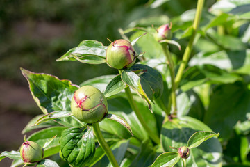 ants crawl on the buds of peony flowers