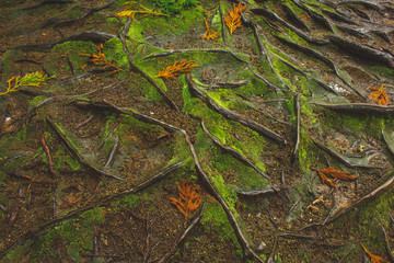 mystic green forest ground with roots on Soa Miguel, Azores, Portugal