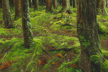 Obraz premium mystic green forest ground with roots on Soa Miguel, Azores, Portugal