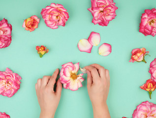 two hands of a young girl with smooth skin and pink rose petals on a green background