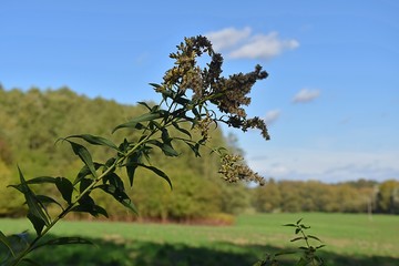 Kwiaty polne ,jesien © Iwona