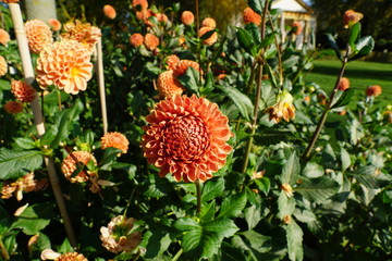 Dahlien Bruns lachsfarbene Blume