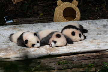 sleeping baby panda in Chengdu China 