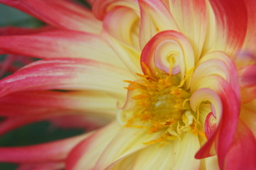 Dahlie künstlerisch