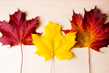 Obraz premium Autumn background with red and yellow maple leaves. Bright maple autumn leaves on white wooden background with space for text, flat lay, top view. Autumn composition. Autumn, thanksgiving day concept.