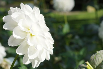 weiße  rose oder lila sehr gefüllte Dahlie, Hochzeit Blume schön