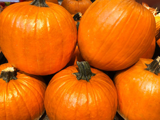 Five big pumpkins. Halloween concept.