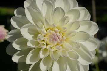 weiße  rose oder lila sehr gefüllte Dahlie, Hochzeit Blume schön